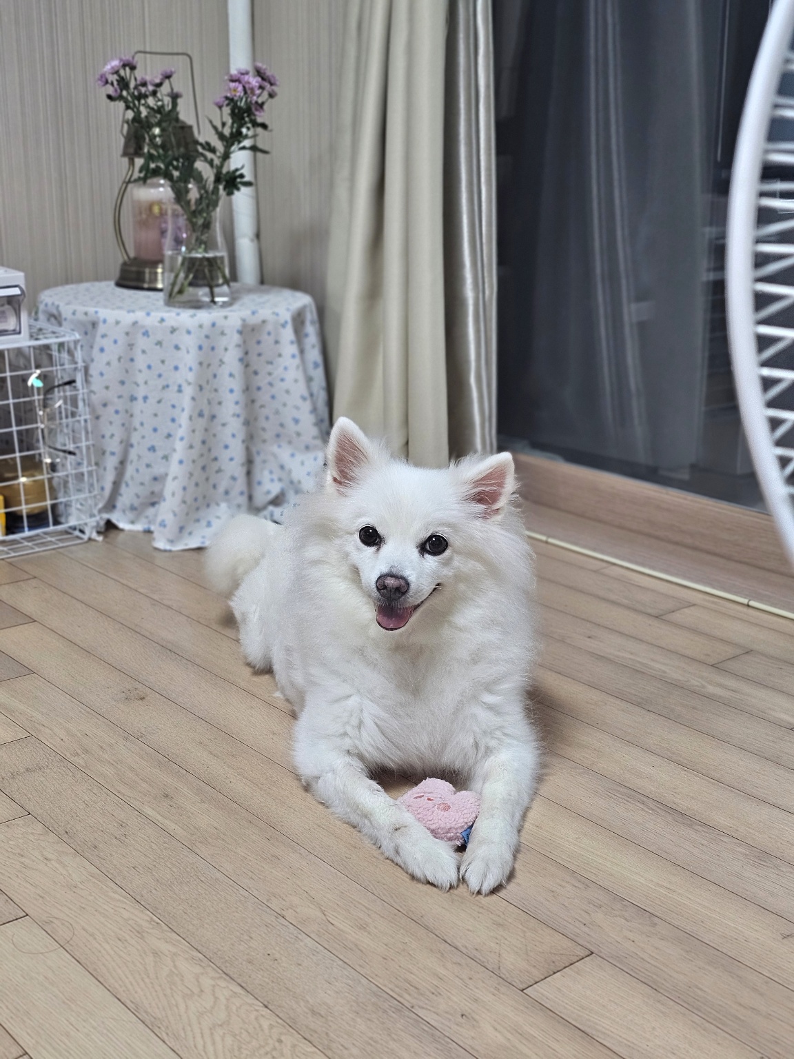20241111_부천_꼬미.jpg