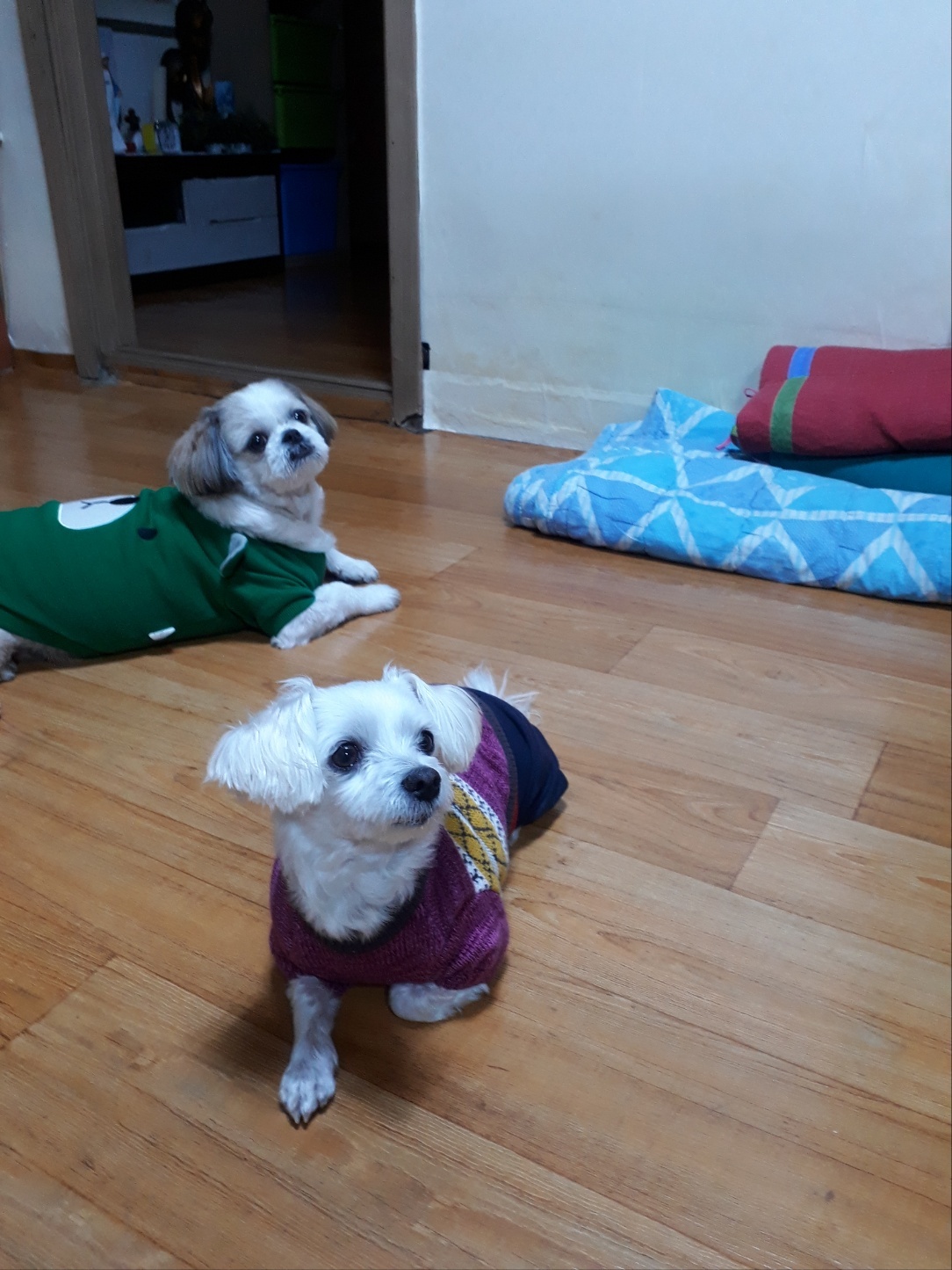 20250220_부천_송이.jpg