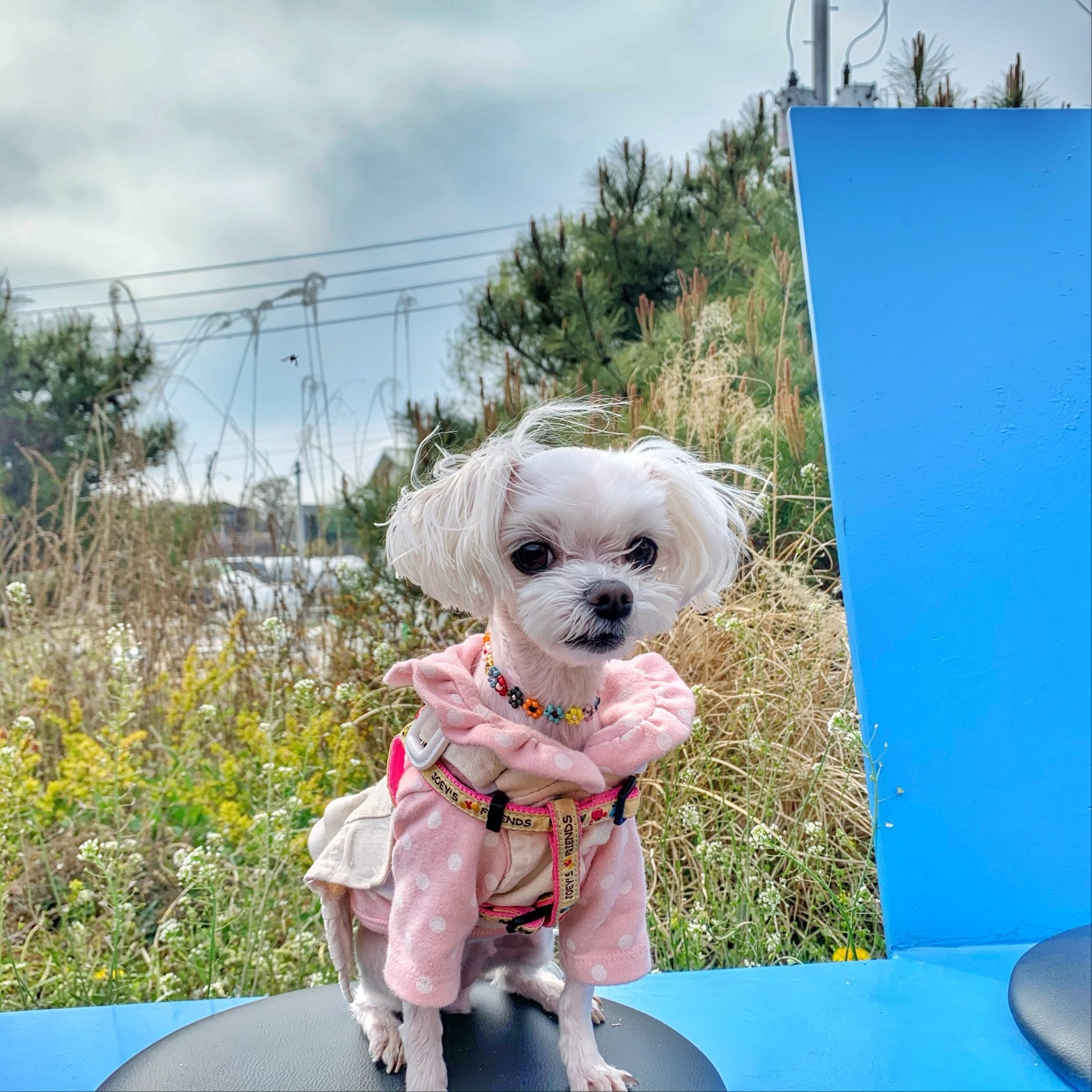 20250308_인천_앵두.jpg