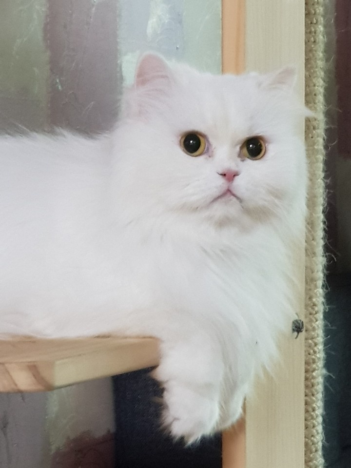 20250307_계산동_쫑이.jpg