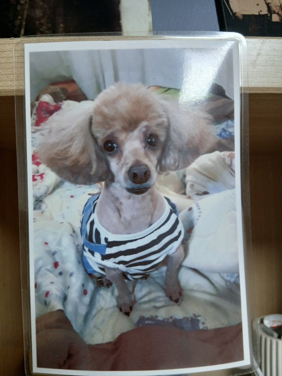 20250317_부평_토리.jpg