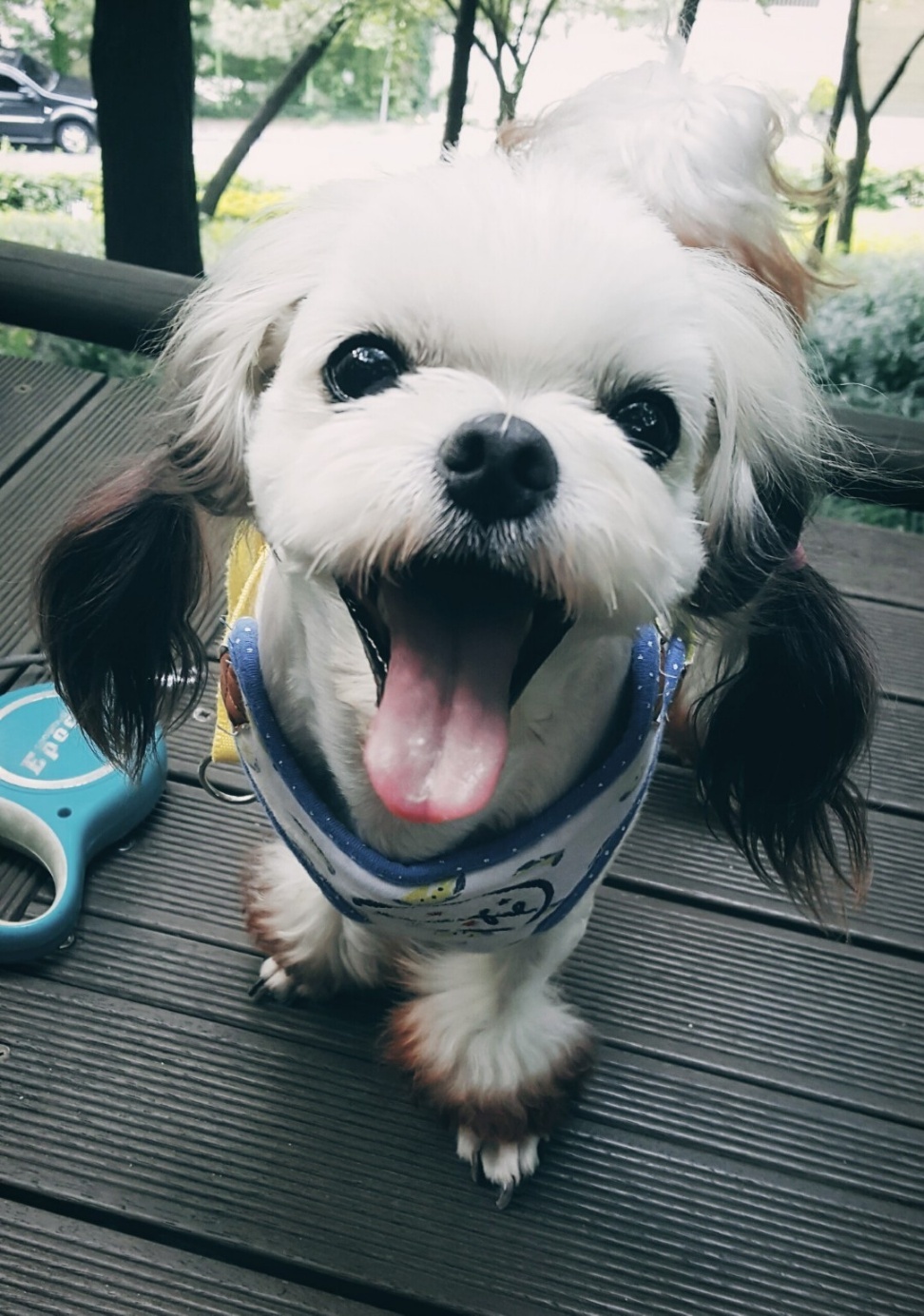250608_부평_흰둥.jpg