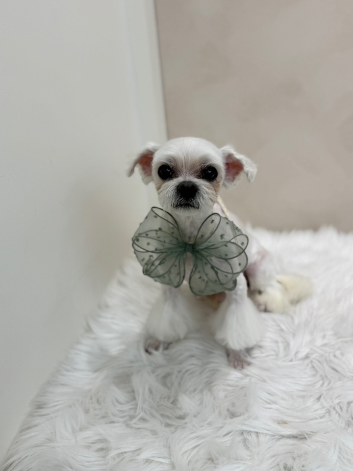 20250703_청담_아지.jpg