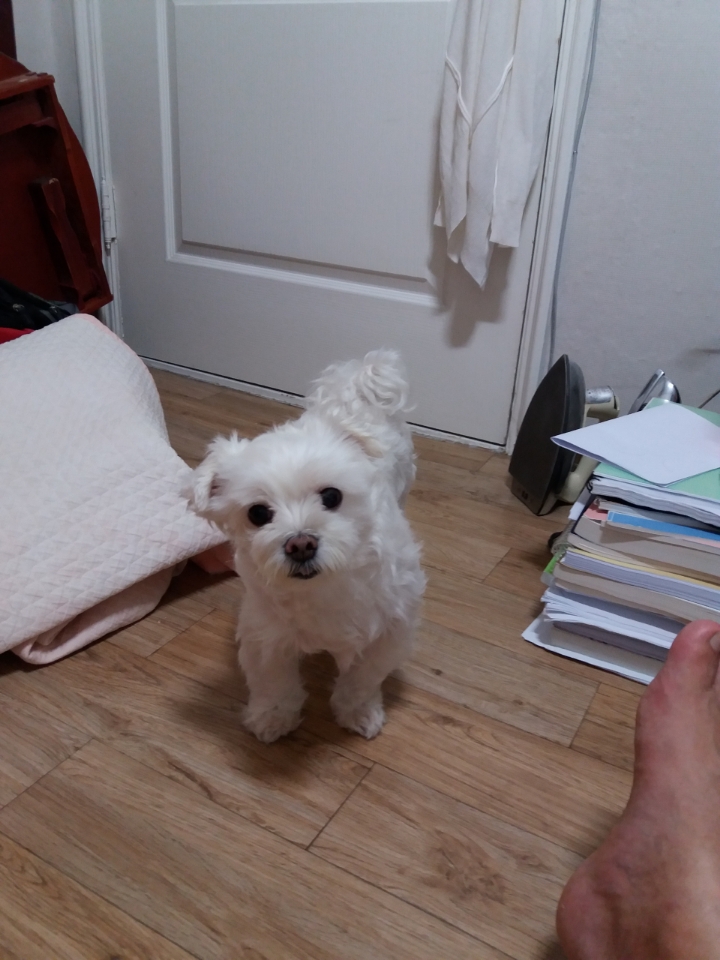 20250801_시흥_뽀삐.jpg