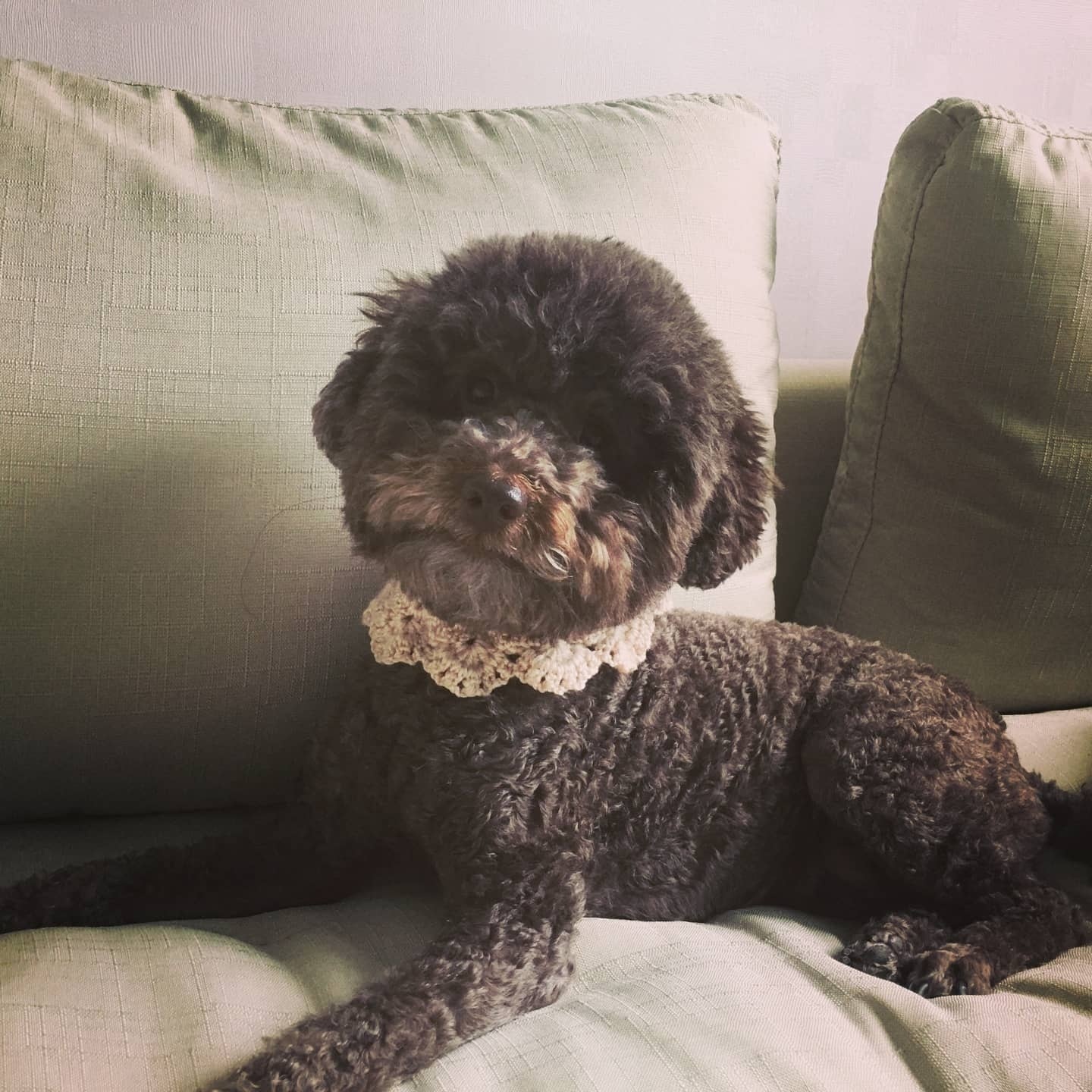 250810_강서_코코.jpg