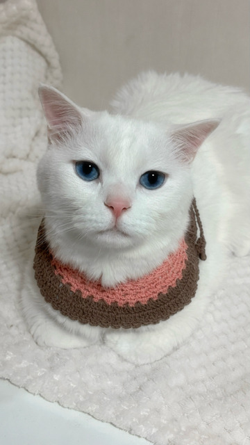 250916_시흥_냥이.jpg