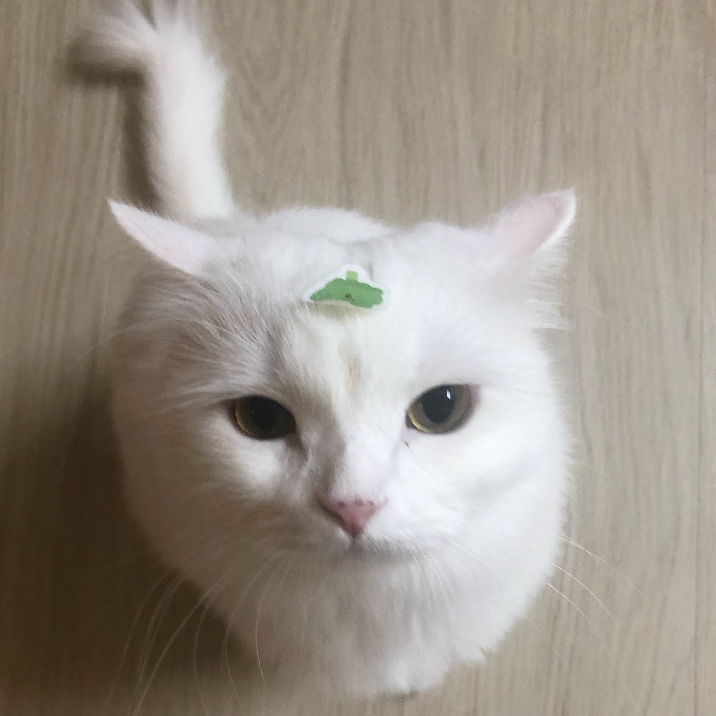 250920_주안_페페.jpg