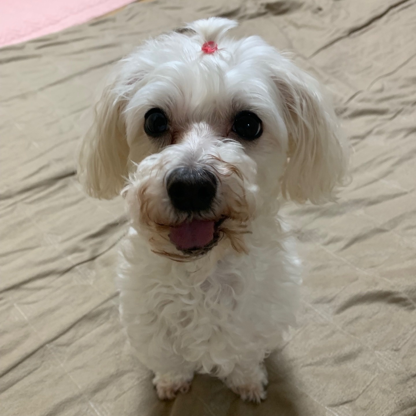 260111 부천 딸기.jpg